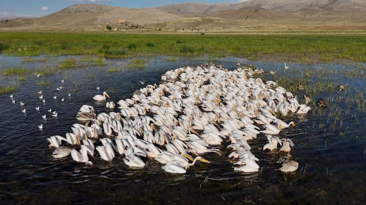 Gören Afrika sandı! Konya’da yüzlerce pelikan ünlü gölde böyle görüntülendi 10